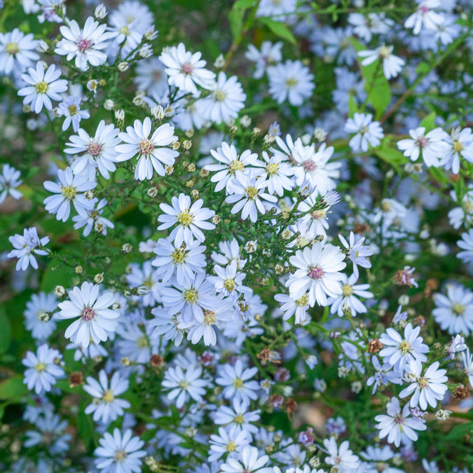 Herzblatt-Aster ‘Ideal’ - Willemse