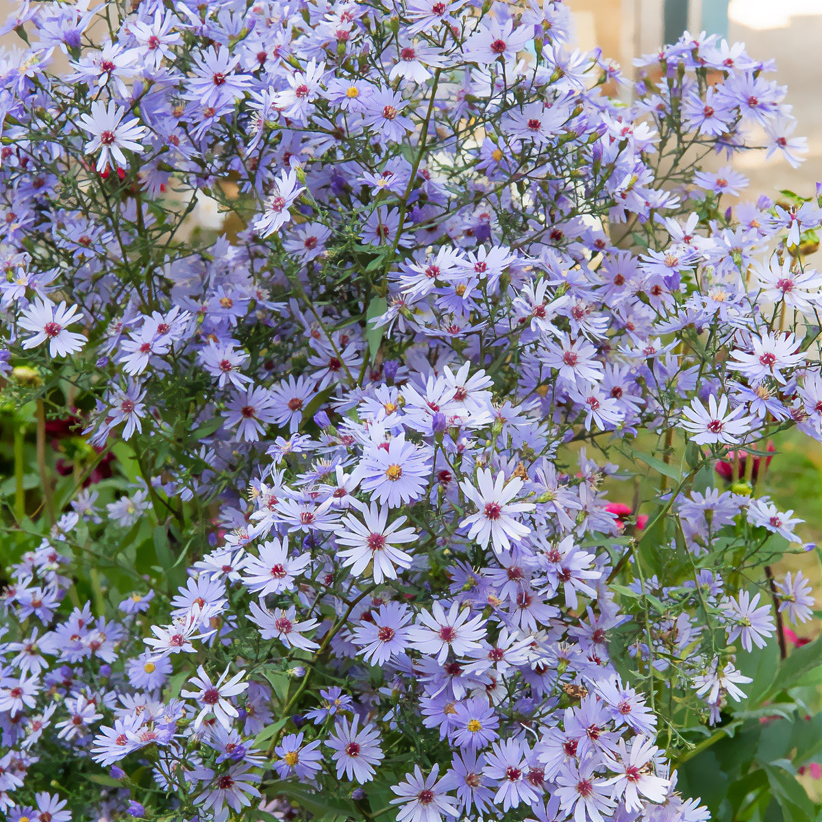 Herbst-Aster ‘Little Carlow’ - Willemse