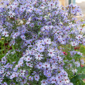 Herbst-Aster ‘Little Carlow’ - Willemse