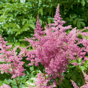 Prachtspiere ‘Rheinland’ - Astilbe japonica Rheinland - Willemse
