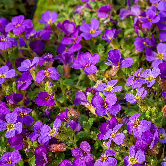 Blaukissen 'Hamburger Stadtpark' - Willemse