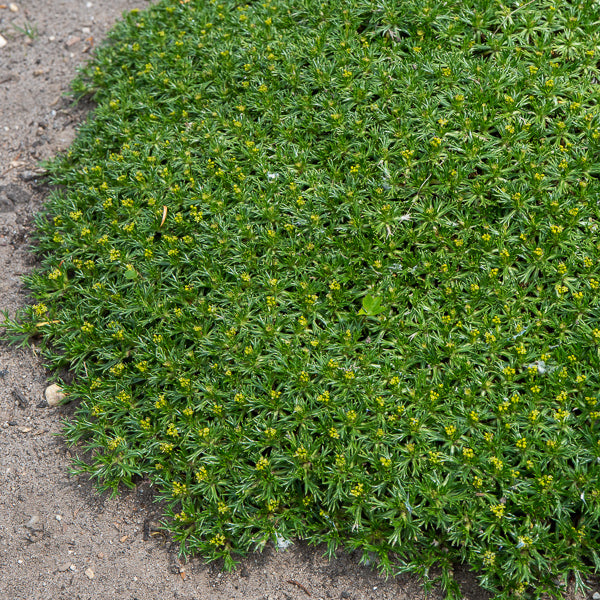 Andenpolster - Azorella trifurcata - Willemse