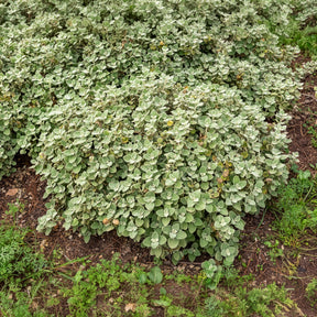 Graues Andorn - Ballota pseudodictamnus - Willemse