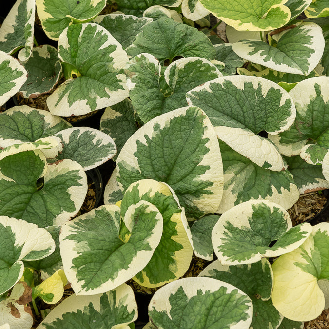 Panaschiertes Kaukasus-Vergissmeinnicht - Brunnera macrophylla Variegata - Willemse
