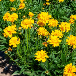 Großblumiges Mädchenauge Sunray ® - Willemse