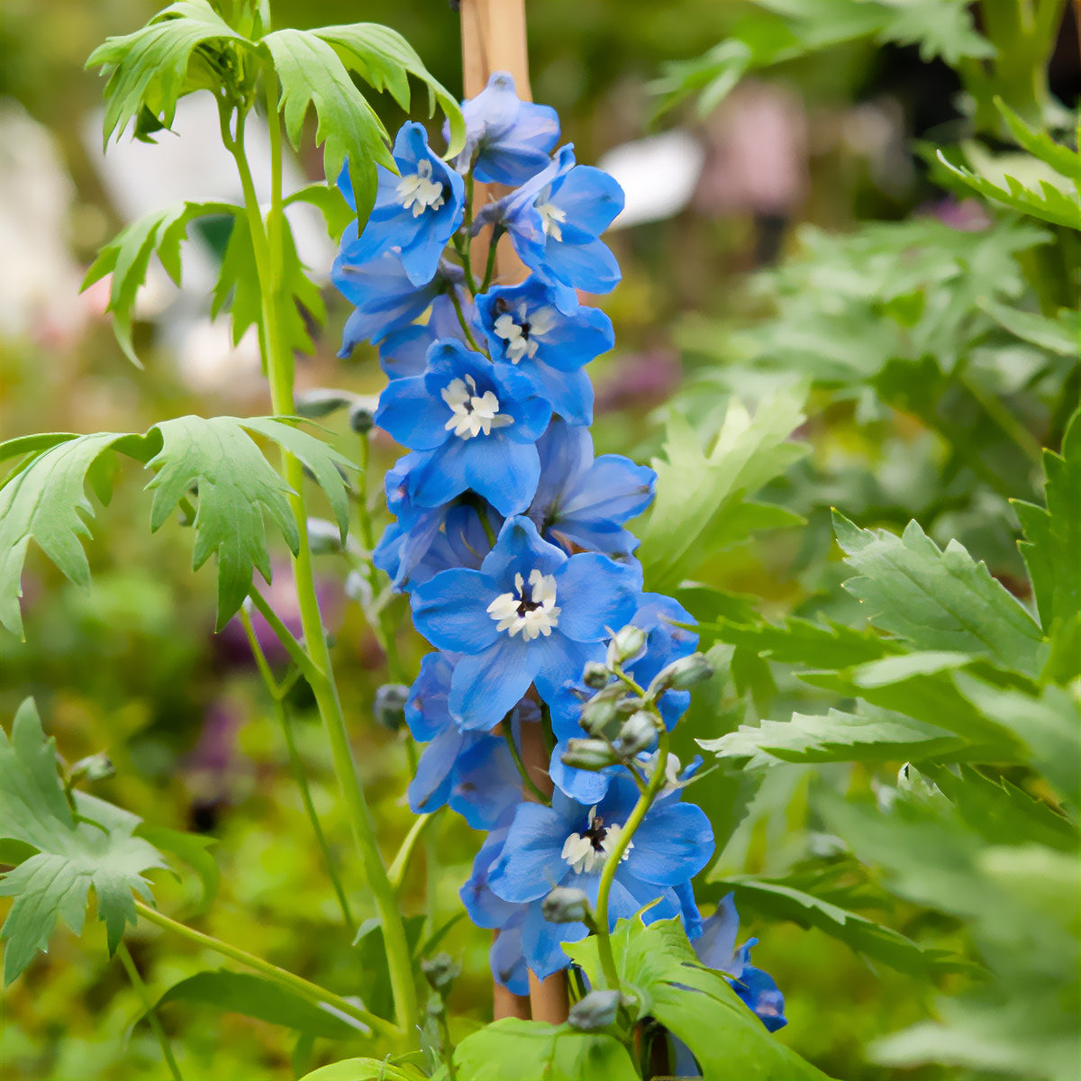 Pacific-Rittersporn 'Summer Skies' - Delphinium Pacific Summer Skies - Willemse