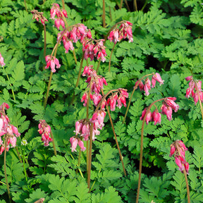 Zwergige Herzblume Luxuriant - Willemse