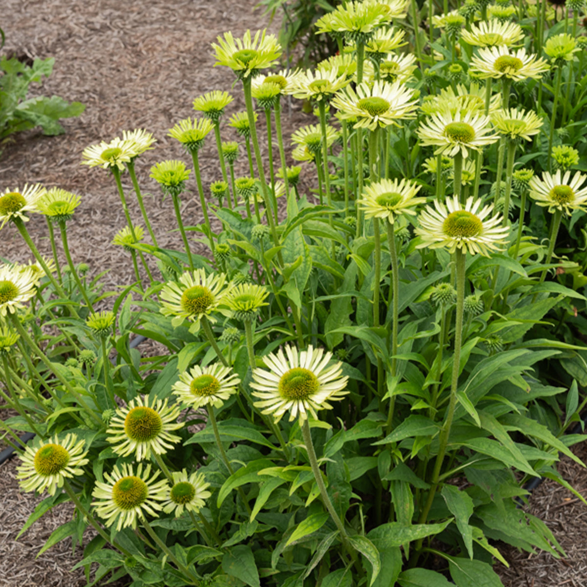 Sonnenhut ‘Green Jewel’ - Willemse