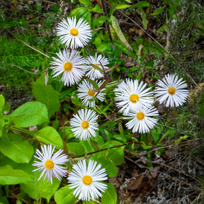 Feinstrahl Sommerneuschnee - Willemse