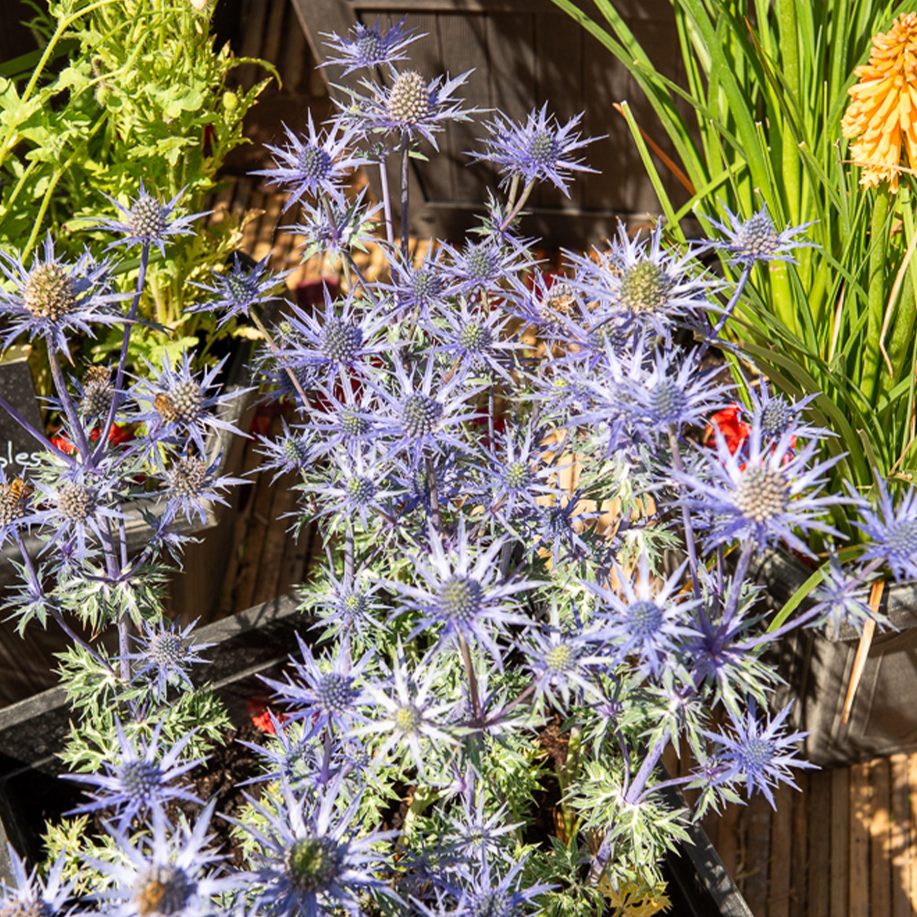 Blaue Stranddistel 'Lapis Blue' - Willemse
