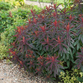 Purpur-Wolfsmilch - Euphorbia amygdaloides purpurea - Willemse