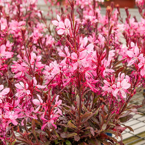 Prachtkerze Crimson Butterflies - Gaura lindheimeri Crimson Butterflies - Willemse