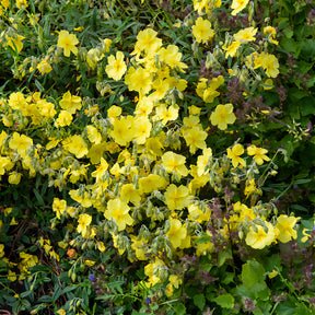 Sonnenröschen 'Golden Queen' - Willemse