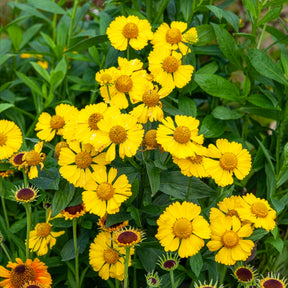 Helenium kanaria - Sonnenbraut Kanaria - Helenium
