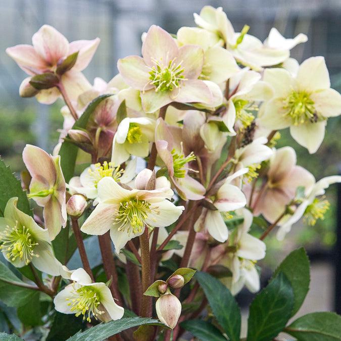 Hybrid-Helleborus Emma - Willemse