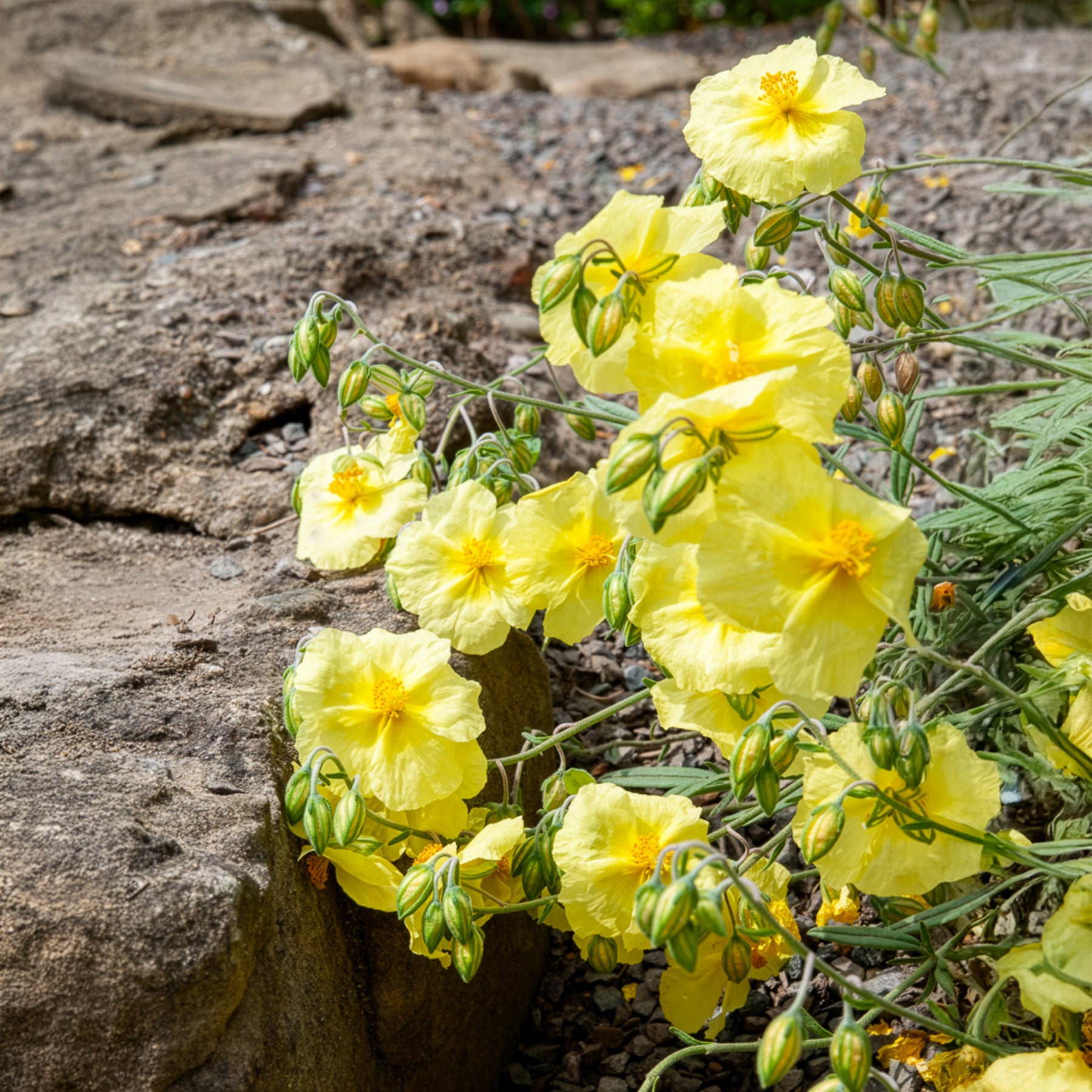 Helianthemum Wisley Primrose - Sonnenröschen Wisley Primrose - Helianthemen
