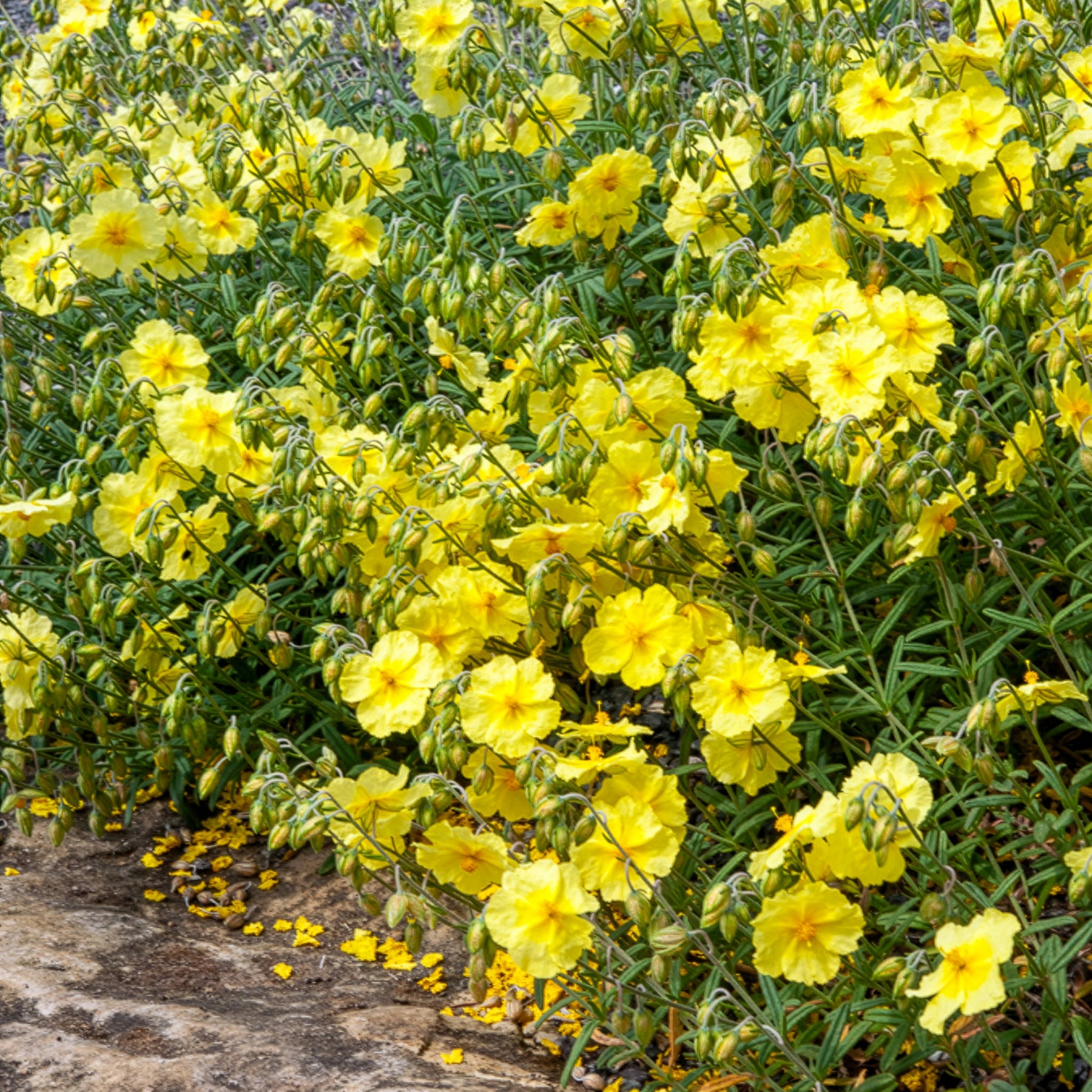 Helianthemen - Sonnenröschen Wisley Primrose - Helianthemum Wisley Primrose