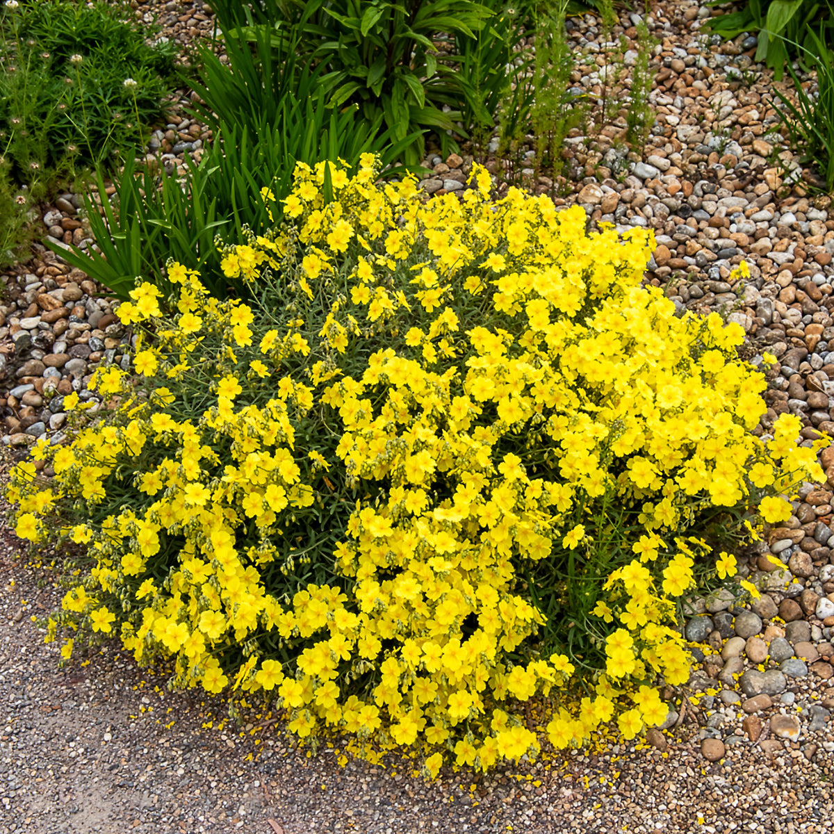 Sonnenröschen Wisley Primrose - Willemse
