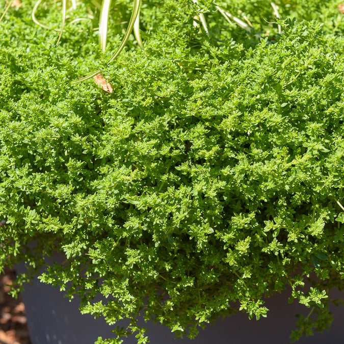 Kahles Bruchkraut - Herniaria glabra - Willemse