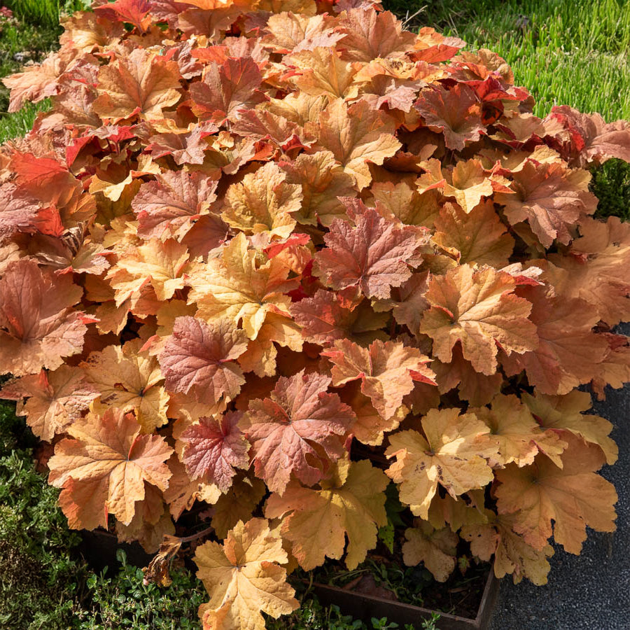 Purpurglöckchen ‘Caramel’ - Heuchera caramel - Willemse