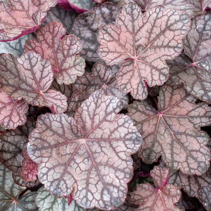 Purpurglöckchen Cascade Dawn - Heuchera cascade dawn - Willemse