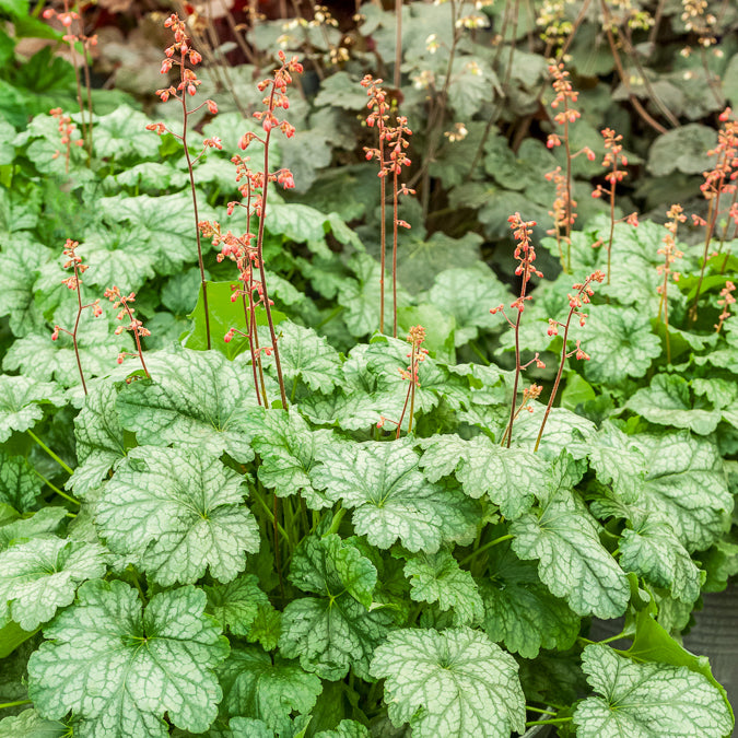 Heuchera Paris - Heuchera Paris - Willemse