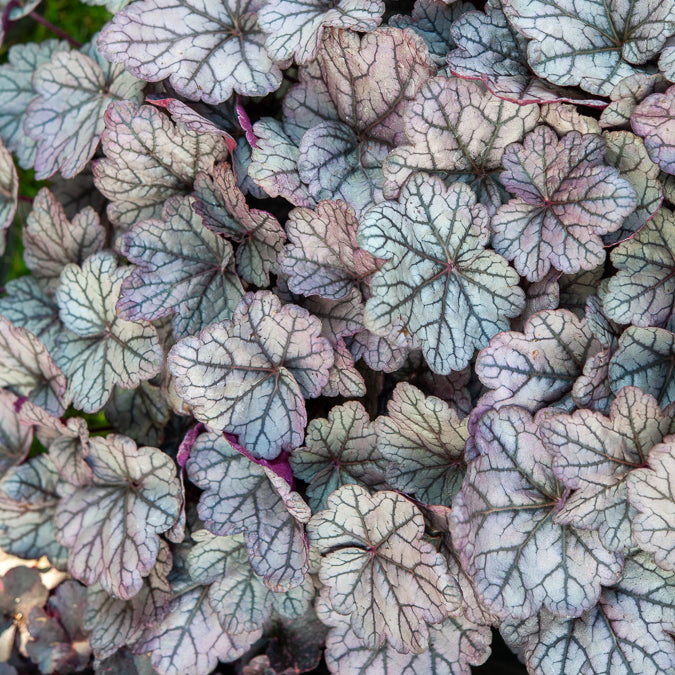 Purpurglöckchen ‘Sugar Plum’ - Heuchera Sugar Plum - Willemse