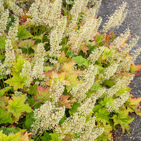 Heuchera villosa chantilly - Purpurglöckchen Chantilly - Stauden