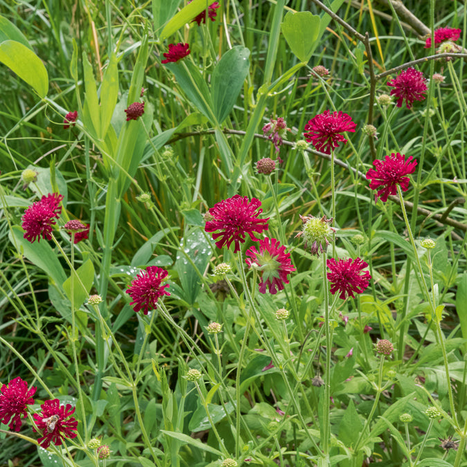 Kleine Mazedonische Skabiose Mars Midget - Knautia macedonica Mars Midget - Willemse