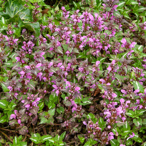Gefleckte Taubnessel 'Roseum' - Willemse