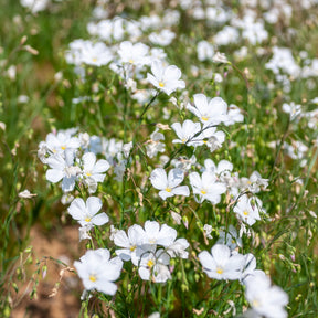 Stauden-Lein Diamant - Linum perenne Diamant - Willemse