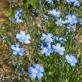 Staudenlein ‘Saphir’ - Willemse