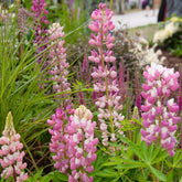 Lupine 'Gallery Pink' - Lupinus Gallery Pink - Willemse
