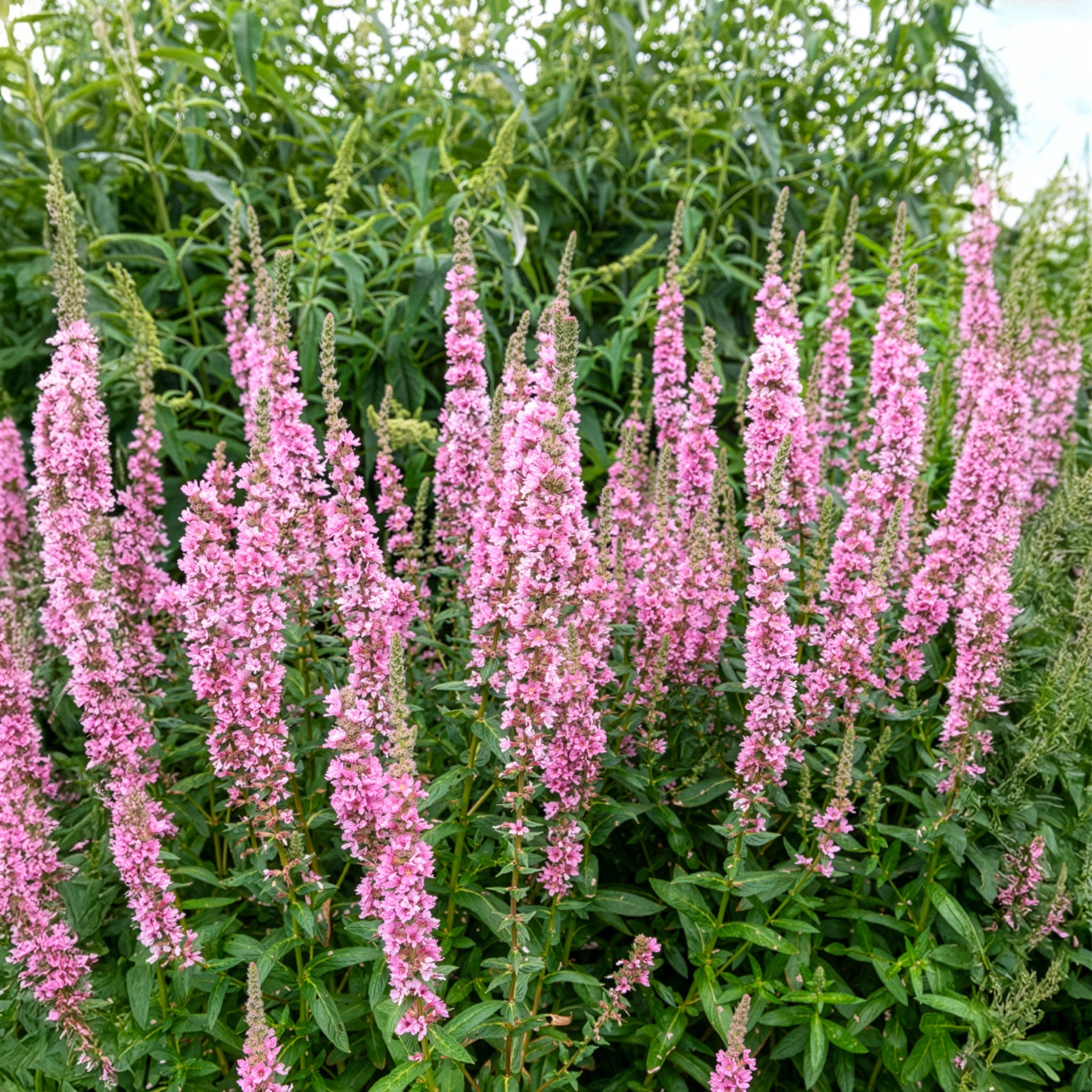 Lythrum salicaria Blush - Blut-Weiderich Blush - Blutweiderich