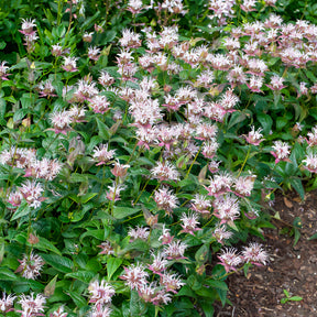 Monarde - Indianernessel Wilde Bergamotte - Monarda bradburiana