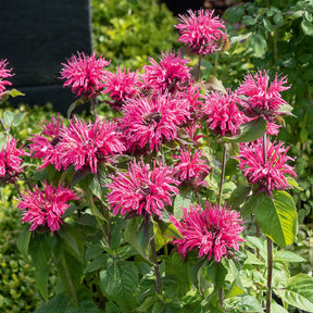 Monarde Pink Lace - Monarda Pink Lace - Willemse