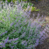Blaue Katzenminze 'Dropmore' - Nepeta faassenii Dropmore - Willemse
