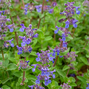 Nepeta - Katzenminze mussinii - Nepeta mussinii
