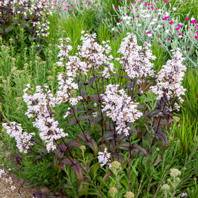 Galane - Bartfaden ‘Husker Red’ - Penstemon digitalis Husker Red
