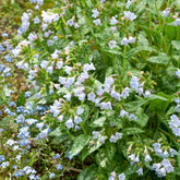 Lungenkraut ‘Opal’ - Pulmonaria Opal - Willemse