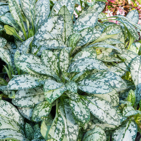 Lungenkraut ‘Opal’ - Willemse