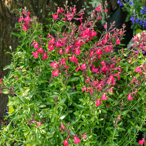Salbei Lipstick - Salvia greggii Lipstick - Willemse