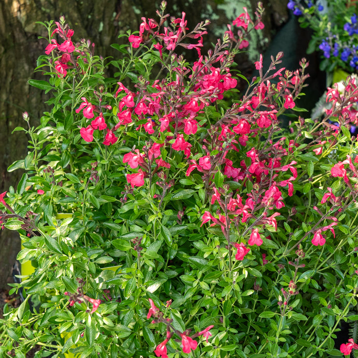 Salbei Lipstick - Salvia greggii Lipstick - Willemse
