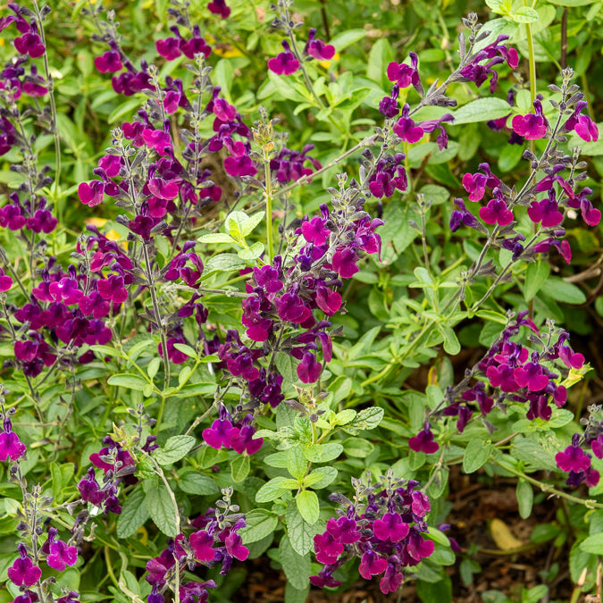 Strauch-Salbei ‘Nachtvlinder’ - Salvia Nachtvlinder - Willemse