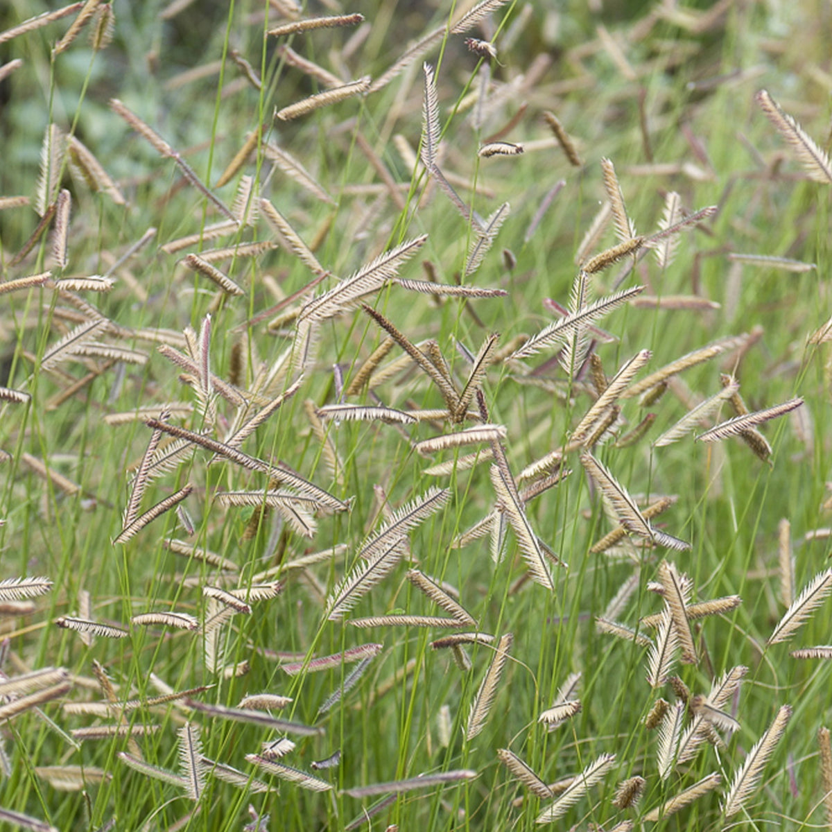 Blaues Moskitogras - Bouteloua gracilis - Willemse