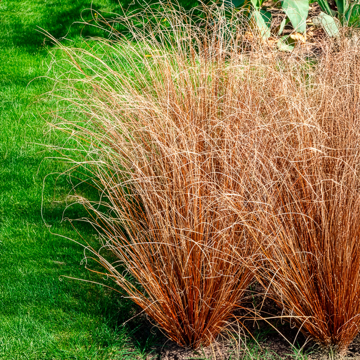 Buchanan-Segge - Carex buchananii - Willemse