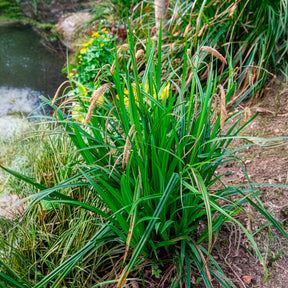 Verkauf Hängende Seggen - Carex pendula