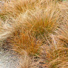 Orange Segge - Carex testacea - Willemse