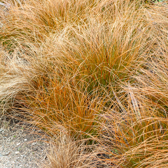 Orange Segge - Carex testacea - Willemse