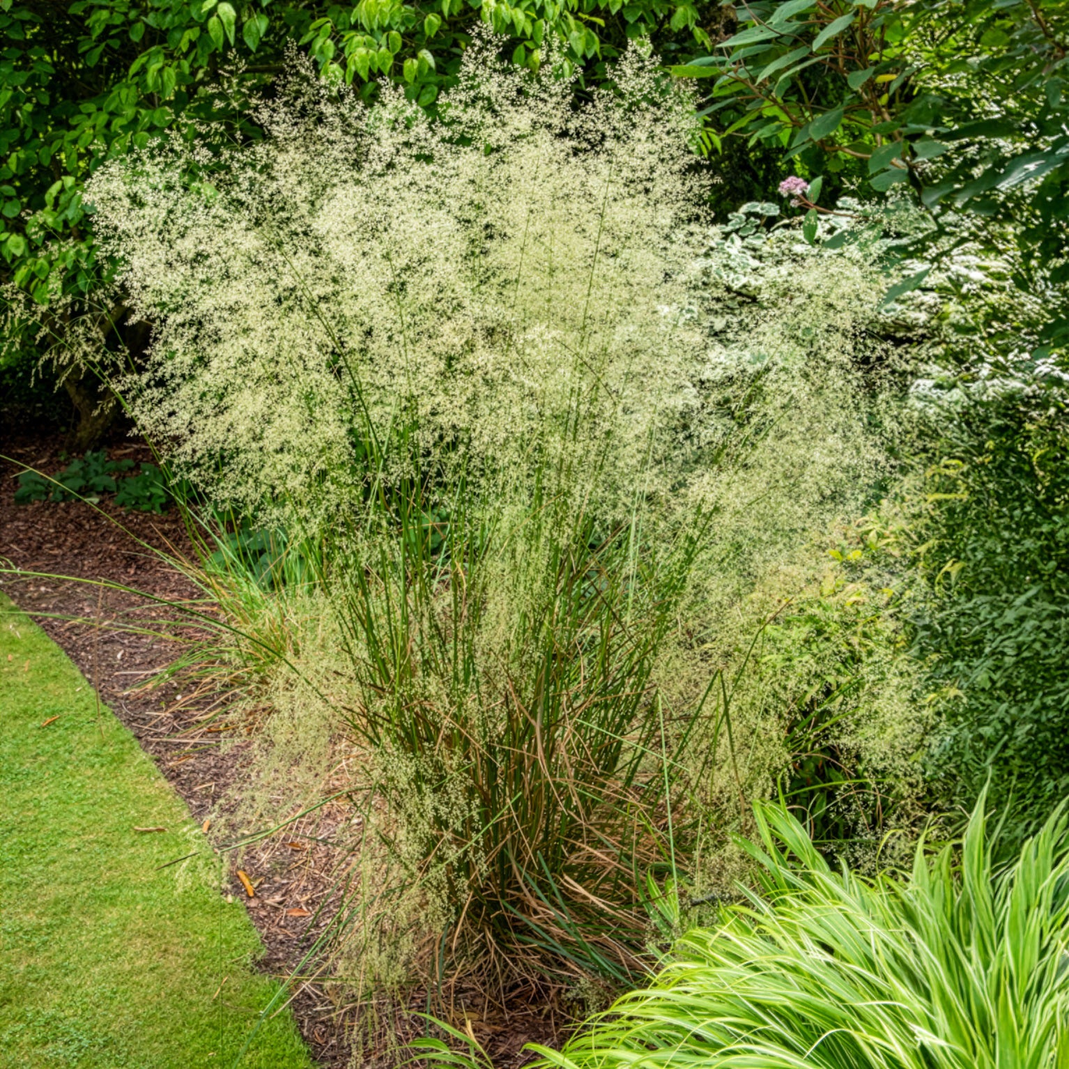Rasen-Schmiele - Deschampsia cespitosa - Willemse